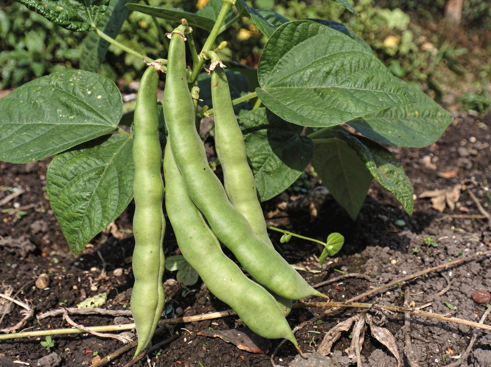 Phaseolus vulgaris (Bush) — hero (chairman regenerate)